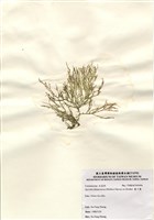 藏品(藍子藻)的圖片